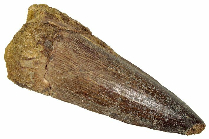 Fossil Spinosaurus Tooth - Real Dinosaur Tooth #353021